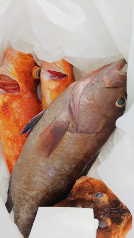 第二龍勢丸 釣果