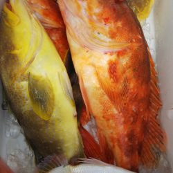 第二龍勢丸 釣果