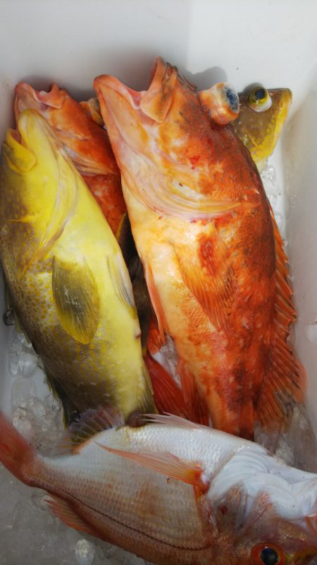 第二龍勢丸 釣果