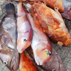 第二龍勢丸 釣果