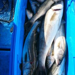 海龍丸（石川） 釣果
