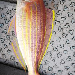 第二龍勢丸 釣果