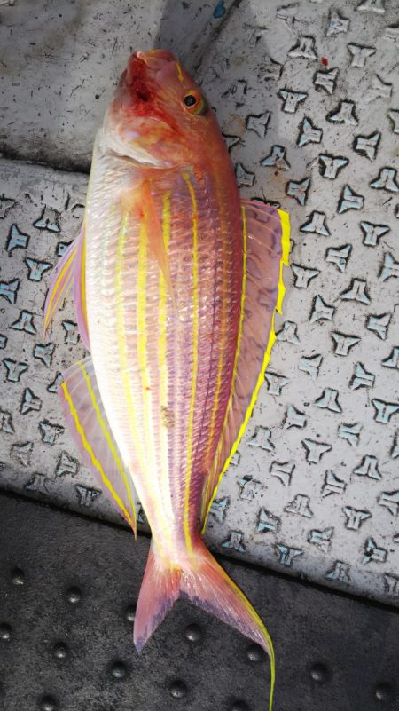 第二龍勢丸 釣果