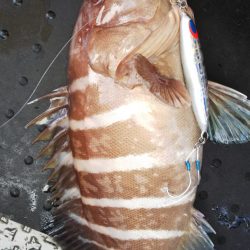 第二龍勢丸 釣果