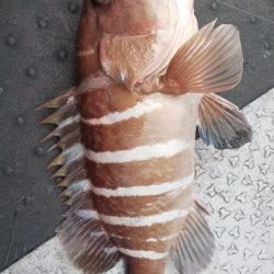 第二龍勢丸 釣果