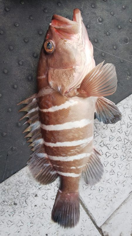 第二龍勢丸 釣果