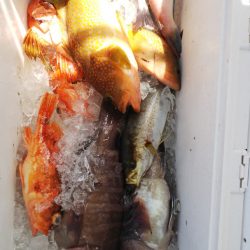 第二龍勢丸 釣果