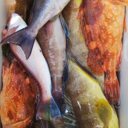 第二龍勢丸 釣果