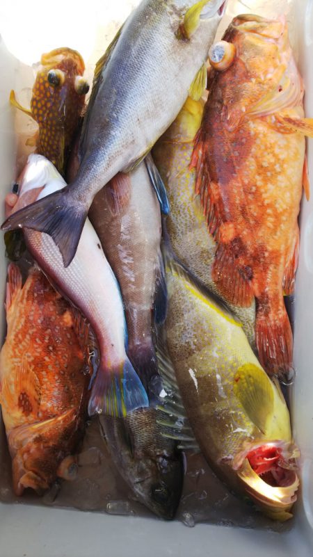 第二龍勢丸 釣果