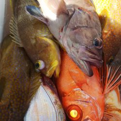 第二龍勢丸 釣果