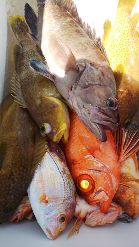 第二龍勢丸 釣果