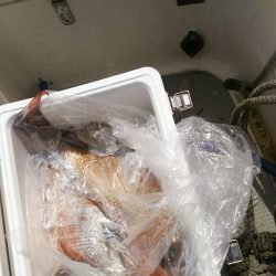 ブルドック 釣果