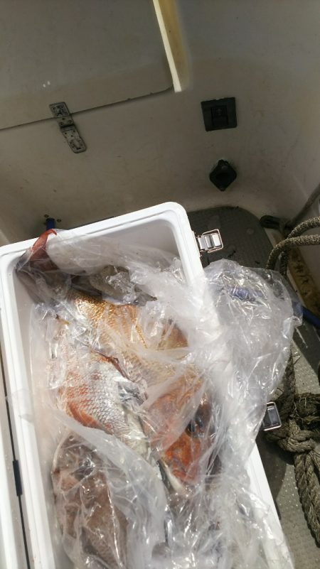 ブルドック 釣果