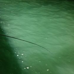 LUSTER『ラスター』 釣果