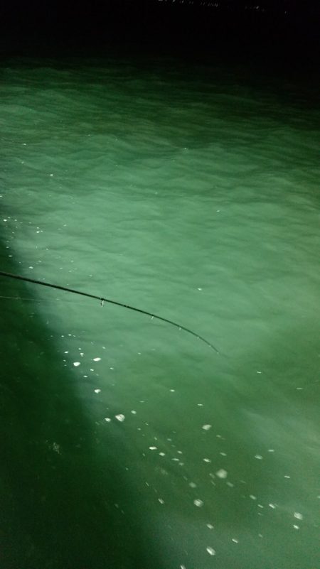 LUSTER『ラスター』 釣果