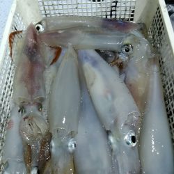 LUSTER『ラスター』 釣果