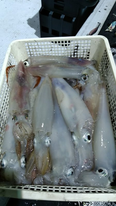 LUSTER『ラスター』 釣果