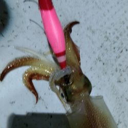 LUSTER『ラスター』 釣果