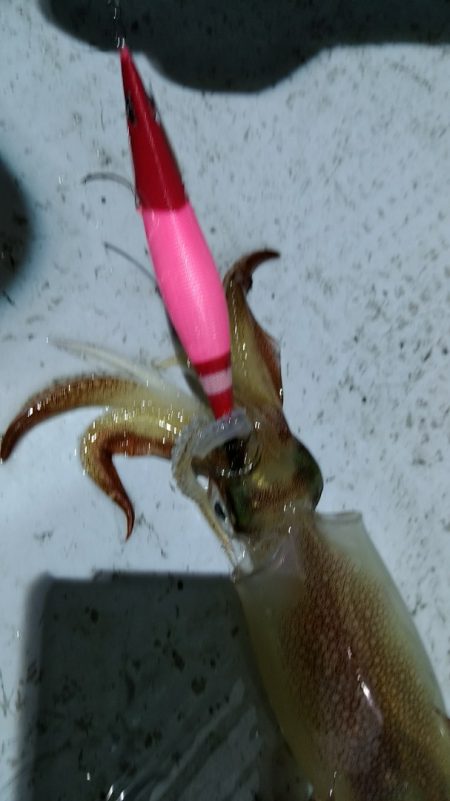 LUSTER『ラスター』 釣果