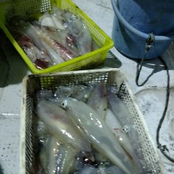 LUSTER『ラスター』 釣果