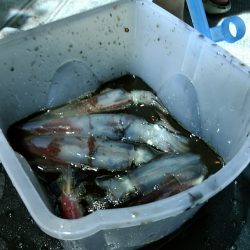 LUSTER『ラスター』 釣果