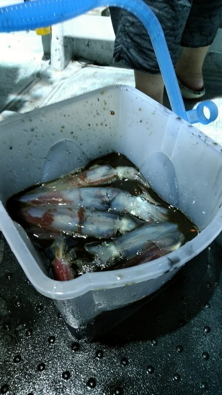 LUSTER『ラスター』 釣果