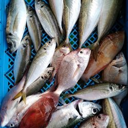 小島丸 釣果