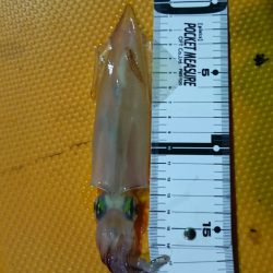 海龍丸(石川) 釣果