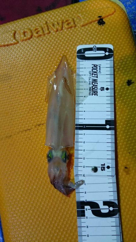 海龍丸(石川) 釣果