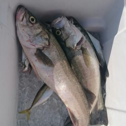 海龍丸（石川） 釣果