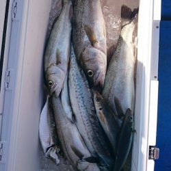 海龍丸（石川） 釣果