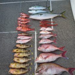 ARCADIAⅡ (アルカディアⅡ) 釣果