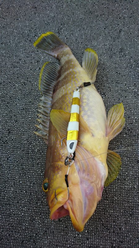 ARCADIAⅡ （アルカディアⅡ） 釣果