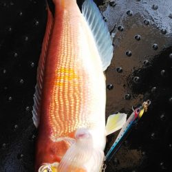 第二龍勢丸 釣果