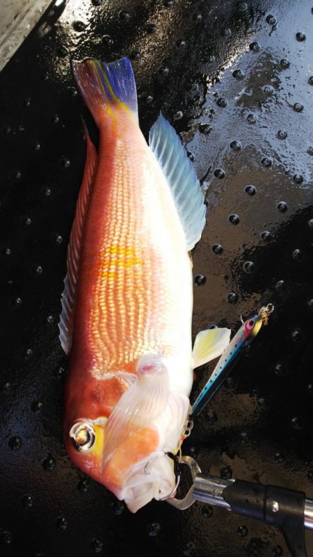 第二龍勢丸 釣果