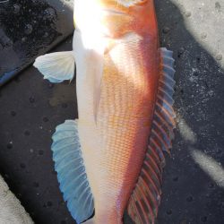 第二龍勢丸 釣果