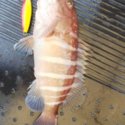 第二龍勢丸 釣果