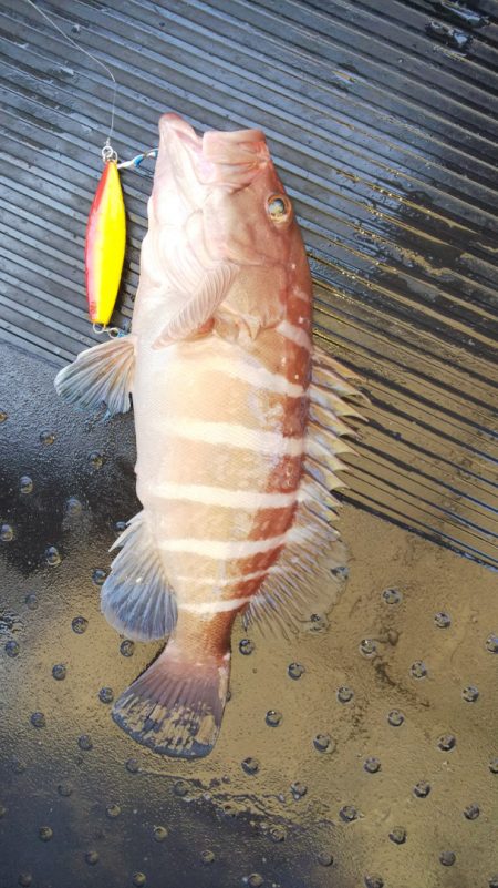 第二龍勢丸 釣果