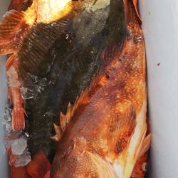 第二龍勢丸 釣果