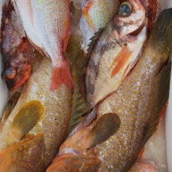 第二龍勢丸 釣果