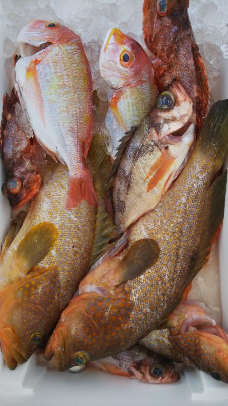 第二龍勢丸 釣果