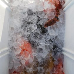 第二龍勢丸 釣果