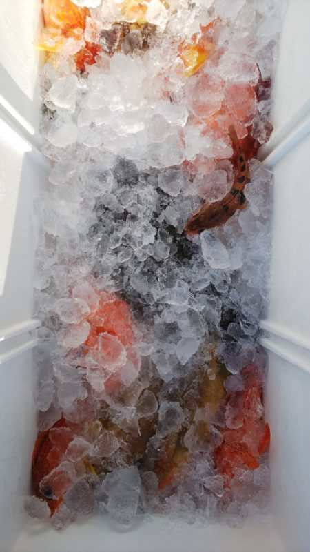 第二龍勢丸 釣果