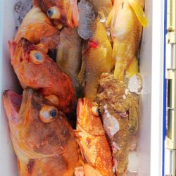 第二龍勢丸 釣果