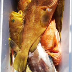 第二龍勢丸 釣果