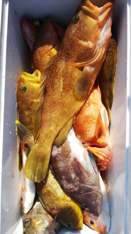 第二龍勢丸 釣果