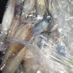 第二龍勢丸 釣果