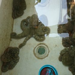 遊漁船 家入 釣果