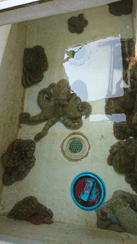 遊漁船 家入 釣果