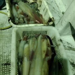 LUSTER『ラスター』 釣果